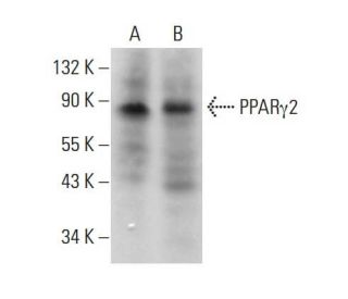 PPAR&gamma;2 Antibody (E-9) - Western Blotting - Image 377597 
