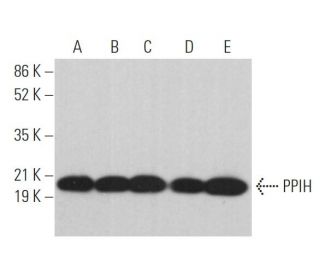 PPIH Antibody (C-5) - Western Blotting - Image 371074 