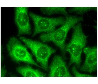 PPIH Antibody (G-6) - Immunofluorescence - Image 296855 