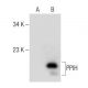 PPIH Antibody (G-6) - Western Blotting - Image 284387