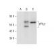 PPIL2 Antibody (D-8) - Western Blotting - Image 301451