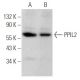 PPIL2 Antibody (D-8) - Western Blotting - Image 374930 