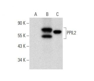 PPIL2 Antibody (H-2) - Western Blotting - Image 301491 