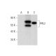 PPIL2 Antibody (H-2) - Western Blotting - Image 301491 