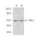 PPIL2 Antibody (H-2) - Western Blotting - Image 372453