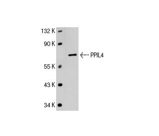 PPIL4 Antibody (73K-7) - Western Blotting - Image 20864 