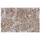 PPOX Antibody (42J-6) - Immunohistochemistry - Image 36074 
