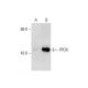 PPOX Antibody (42J-6) - Western Blotting - Image 127821