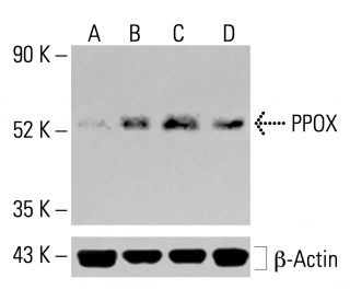 PPOX Antibody (C-12) - Western Blotting - Image 414115 