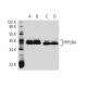 PPP2R4 Antibody (5G3) - Western Blotting - Image 19155 