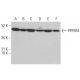 PPP2R4 Antibody (5G3) - Western Blotting - Image 377990 