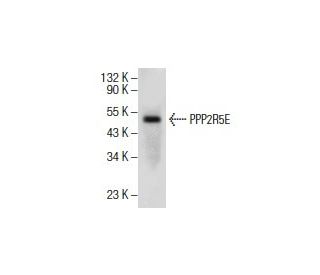 PPP2R5E Antibody (A-11) - Western Blotting - Image 154523 