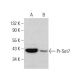 Pr-Set7 Antibody (D-4) - Western Blotting - Image 383292