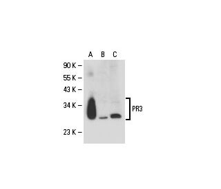 PR3 Antibody (D-1) - Western Blotting - Image 18291Each CRISPR/Cas9 Knockout (KO) Plasmid product consists of a pool of 3 plasmids designed to ensure identification and cleavage of a specific gene for maximum knockout efficiency. Each plasmid encodes a unique 20 nt sequence derived from the GeCKO (v2) library.