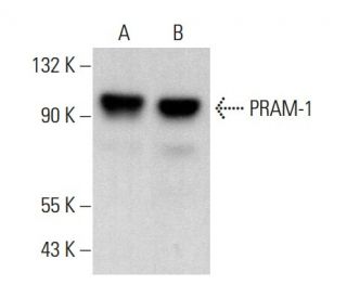 PRAM-1 Antibody (A-5) - Western Blotting - Image 378493 