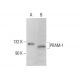 PRAM-1 Antibody (H-10) - Western Blotting - Image 379882