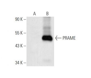 PRAME Antibody (D-12) - Western Blotting - Image 81024 
