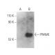 PRAME Antibody (D-12) - Western Blotting - Image 400973