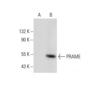 PRAME Antibody (H-10) - Western Blotting - Image 59768 