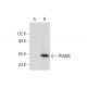PRAME Antibody (H-10) - Western Blotting - Image 59768 