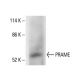 PRAME Antibody (H-10) - Western Blotting - Image 411946