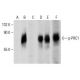 PRC1 Antibody (6G2) - Western Blotting - Image 288020