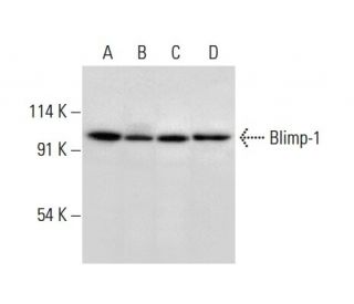 PRDM1/Blimp-1 Antibody (C-7) - Western Blotting - Image 308105