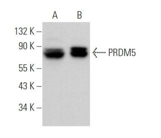 PRDM5 Antibody (A-12) - Western Blotting - Image 372109 