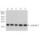 prefoldin 3 Antibody (B-3) - Western Blotting - Image 378759 