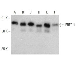 PREP-1 Antibody (H-1) - Western Blotting - Image 376884 
