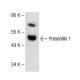 Presenilin 1 Antibody (D-10) - Western Blotting - Image 141592