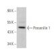 Presenilin 1 Antibody (D-10) - Western Blotting - Image 356264 