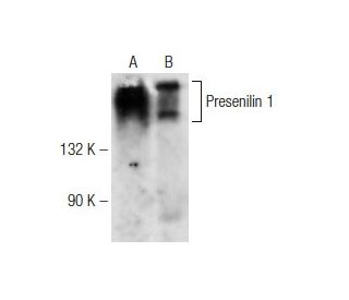 Presenilin 1 Antibody (H-5) - Western Blotting - Image 141719 