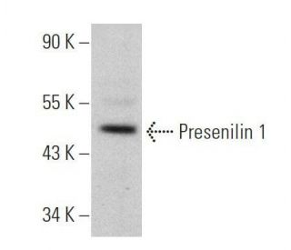 Presenilin 1 Antibody (D-10) - Western Blotting - Image 356264