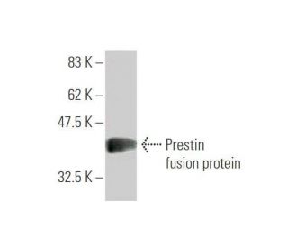 Prestin Antibody (1F4) - Western Blotting - Image 350366