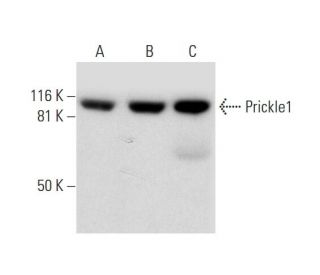 Prickle1 Antibody (F-5) - Western Blotting - Image 291930 