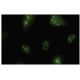 PRIP Antibody (39-Q) - Immunofluorescence - Image 35808