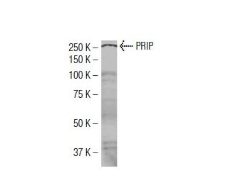 PRIP Antibody (39-Q) - Western Blotting - Image 34490 