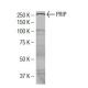 PRIP Antibody (39-Q) - Western Blotting - Image 34490 
