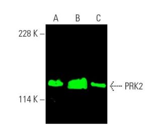 PRK2 Antibody (A-3) - Western Blotting - Image 389459 