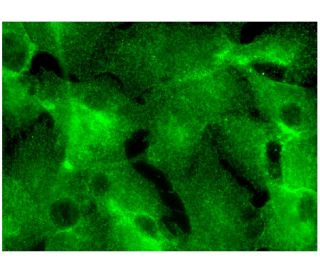 PRL-1/2/3 Antibody (G-10) - Immunofluorescence - Image 298789 