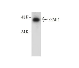 PRMT1 Antibody (G-6) - Western Blotting - Image 133178