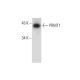 PRMT1 Antibody (G-6) - Western Blotting - Image 133178