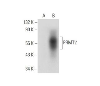 PRMT2 Antibody (C-3) - Western Blotting - Image 314065