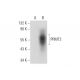PRMT2 Antibody (C-3) - Western Blotting - Image 314065