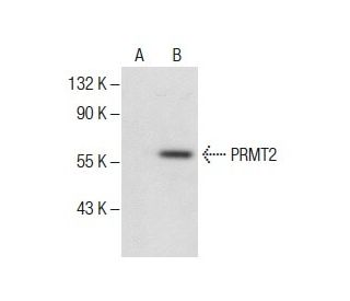 PRMT2 Antibody (E-12) - Western Blotting - Image 286038