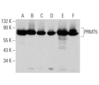 PRMT5 Antibody (A-11) - Western Blotting - Image 355270 
