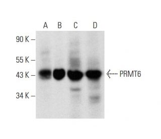 PRMT6 Antibody (D-5) - Western Blotting - Image 136210 