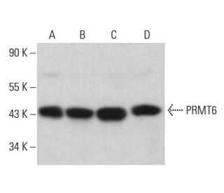 PRMT6 Antibody (H-2) - Western Blotting - Image 381837 