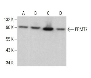 PRMT7 Antibody (D-1) - Western Blotting - Image 375482 